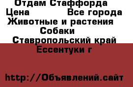 Отдам Стаффорда › Цена ­ 2 000 - Все города Животные и растения » Собаки   . Ставропольский край,Ессентуки г.